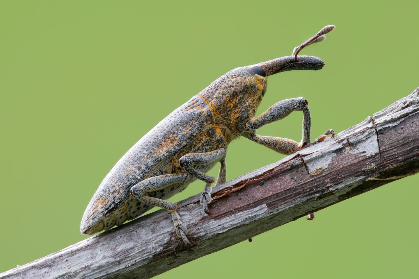 Curculionidae - Lixus pulverulentus